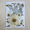 Сухи Пресовани Цветя | 10 x 15 cm | 22 Броя | 10 Вида | Сребристо-бели