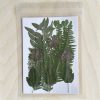 Сухи Пресовани Цветя | 10 x 15 cm | 21 Броя | 7 Вида | Горско Зелено
